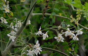 moringa-leaves-Rokmer Pharma
